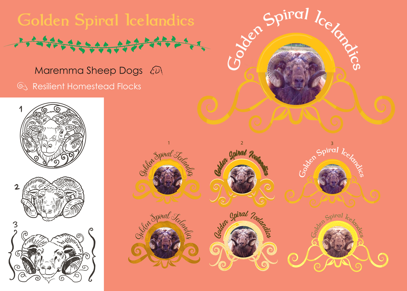 golden spiral icelandics branding design